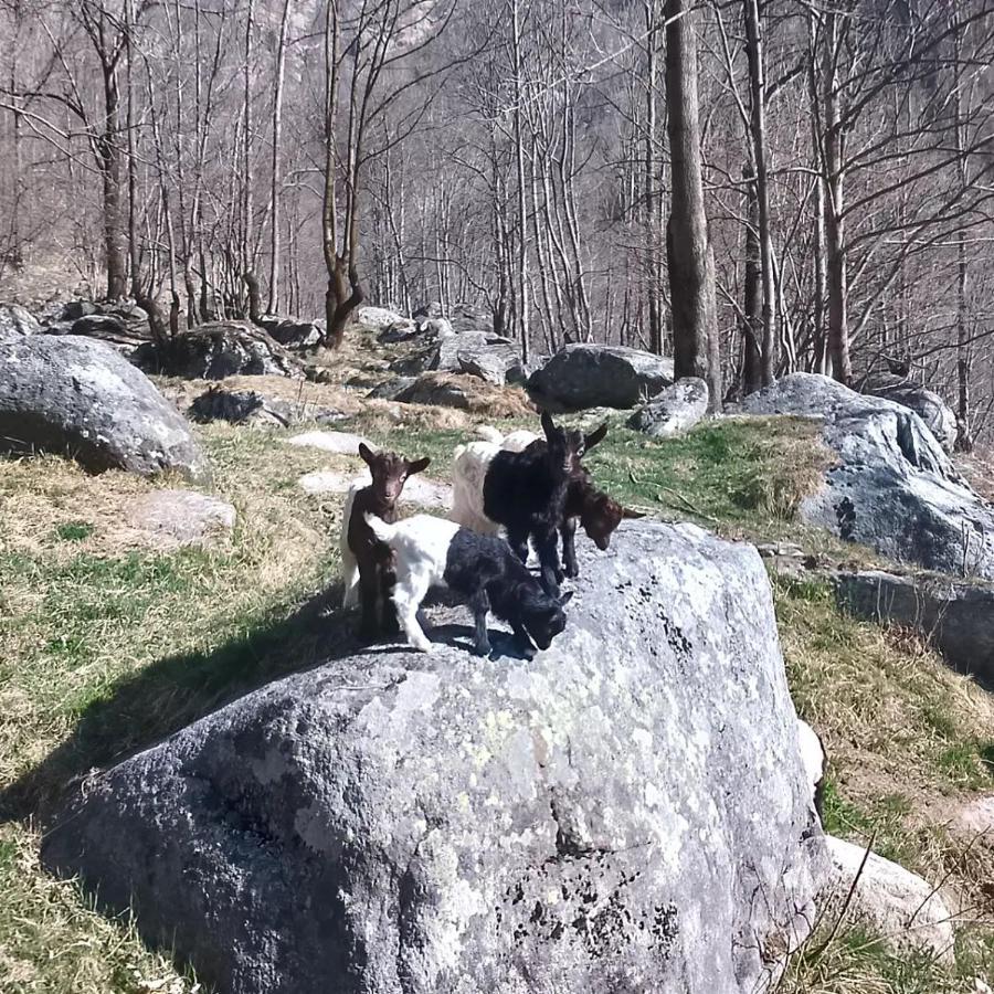 La Mura' - Il Vostro Posto Nel Gran Paradiso Ronco Canavese Luaran gambar